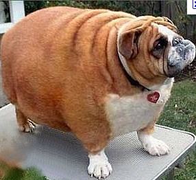 Do fat dogs have fat owners?