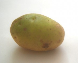 potato-solanine2